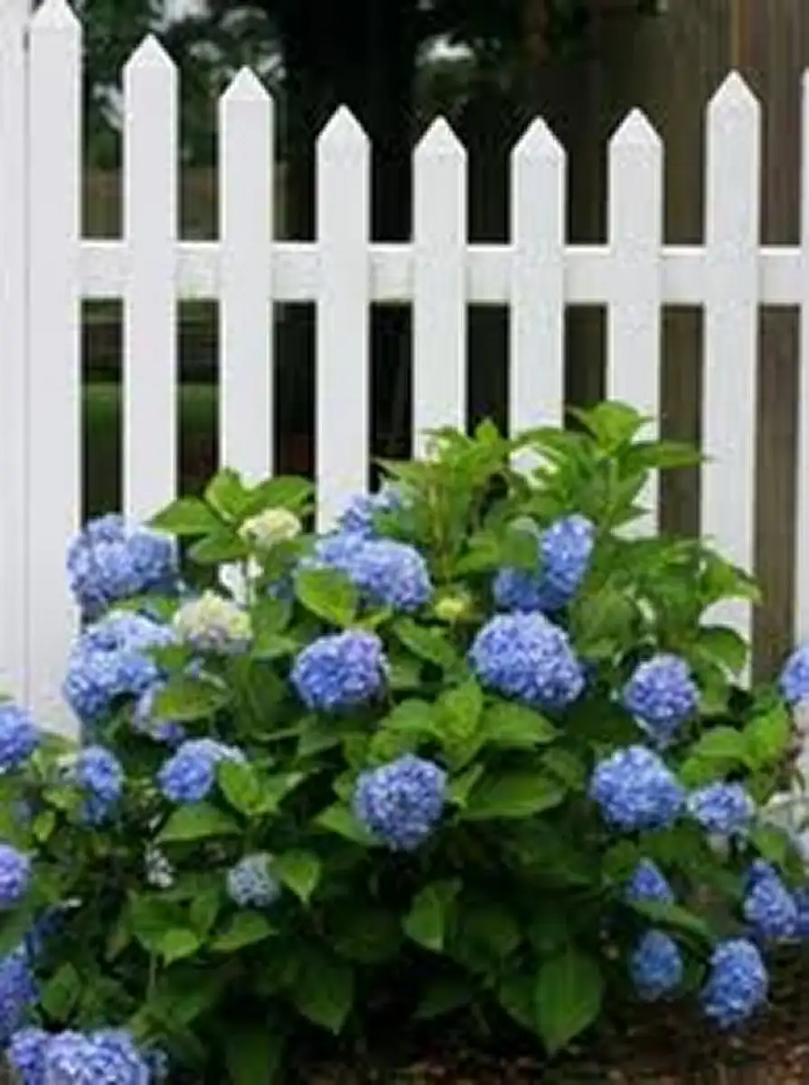 Villa Les Hortensias