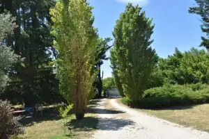 L'Aubier du Tilleul