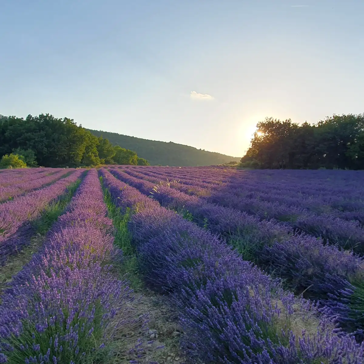 La Bastide des Lavandes — La Bastide des Lavandes