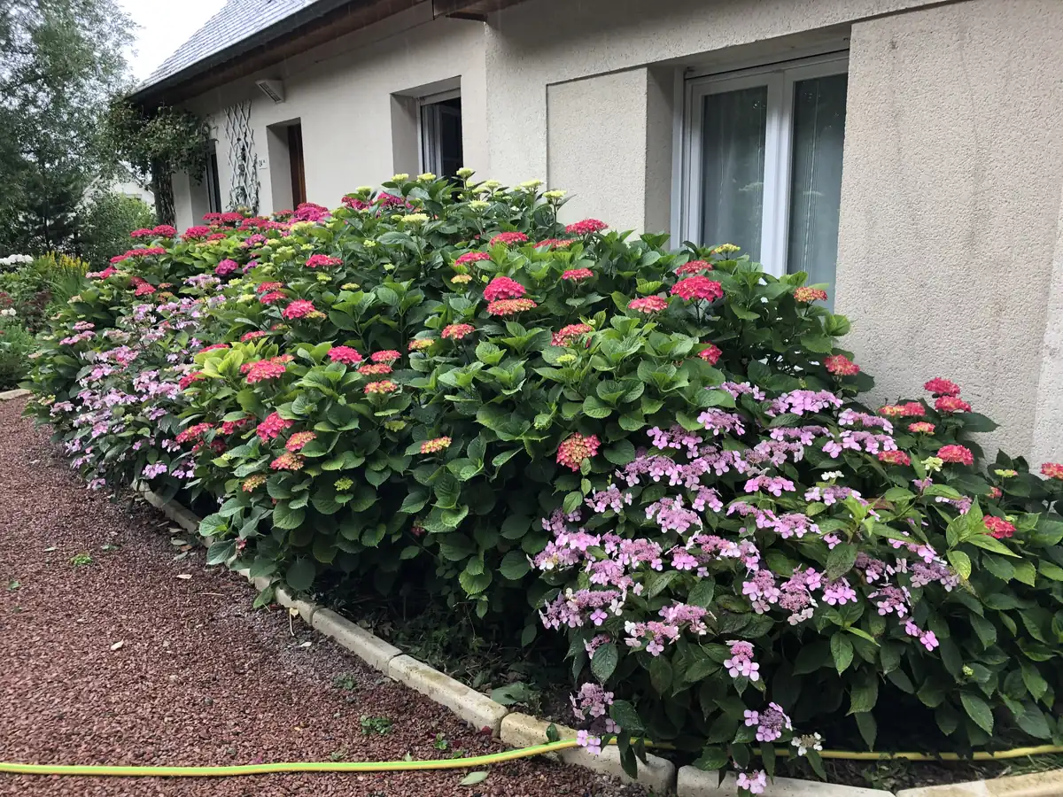 Les Hortensias