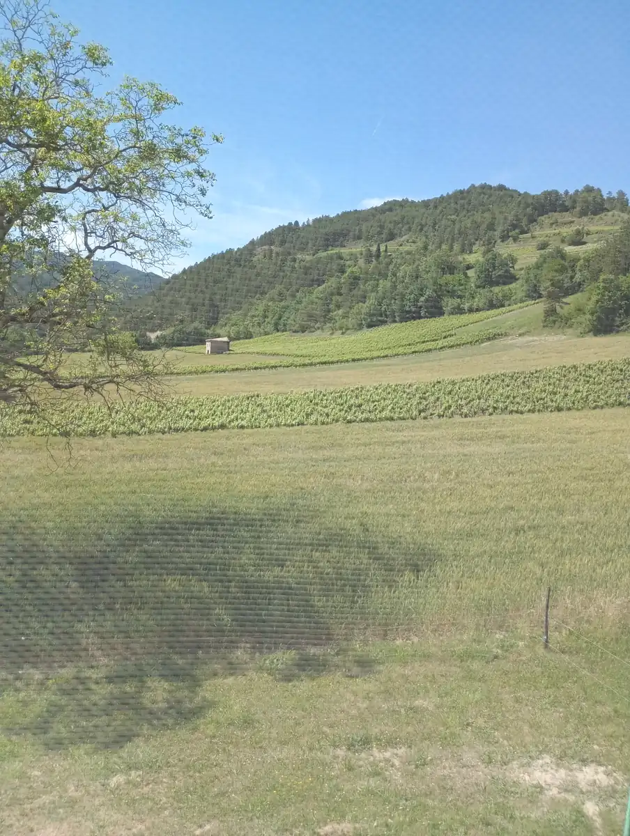 Verte