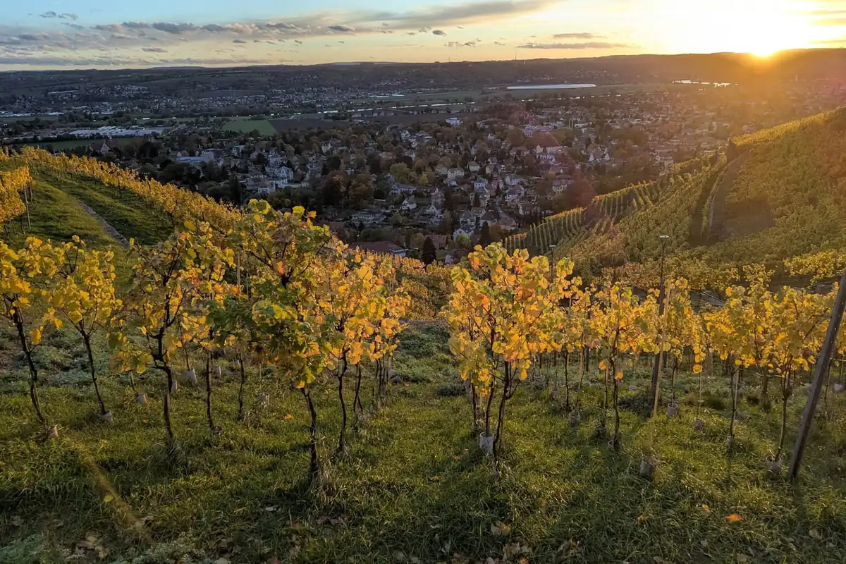 Trinquer à l'été au cœur des plus belles vignes de Provence