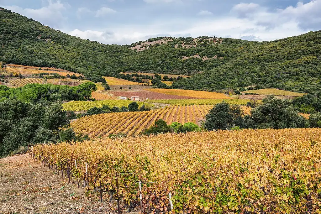 Vignes_pres_du_Pic_de_Vissou