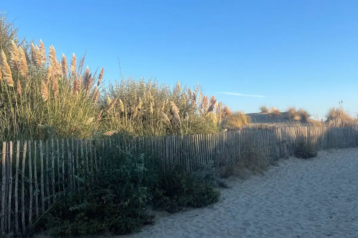 Chemin sablonneux menant à la plage, bordé d’une clôture en bois et de hautes herbes sous un ciel bleu dégagé.
