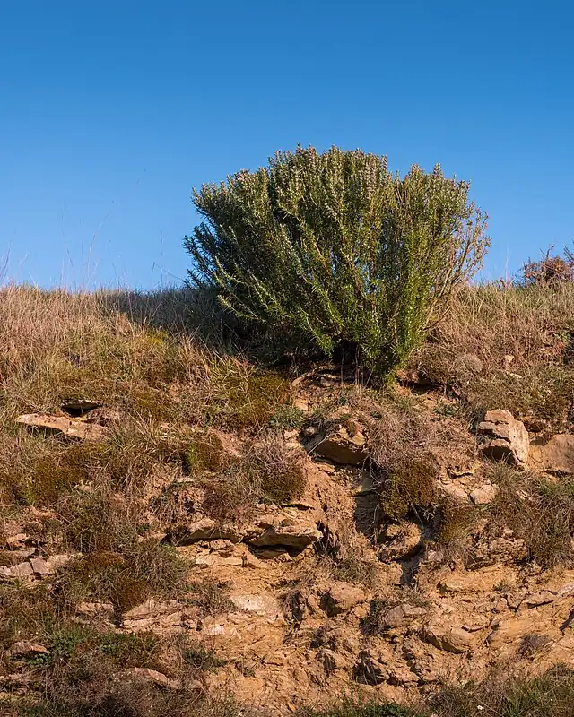 Sentier dans le maquis corse menant à la plage d'Erbaju avec vue sur la végétation méditerranéenne
