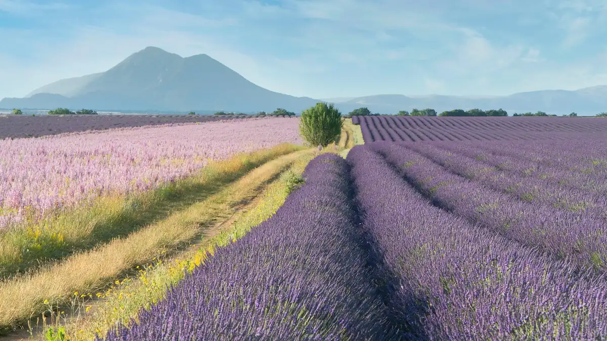 Provence