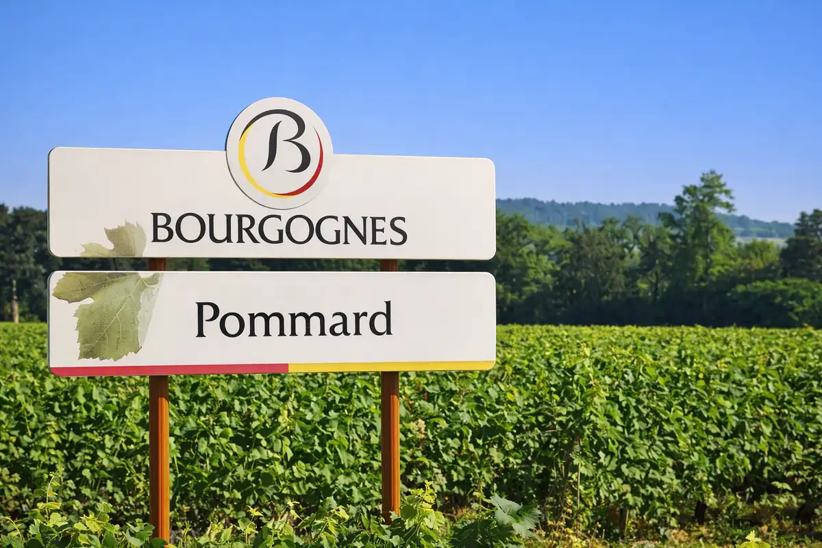Panneau d'appellation Bourgognes Pommard au milieu des vignes vertes