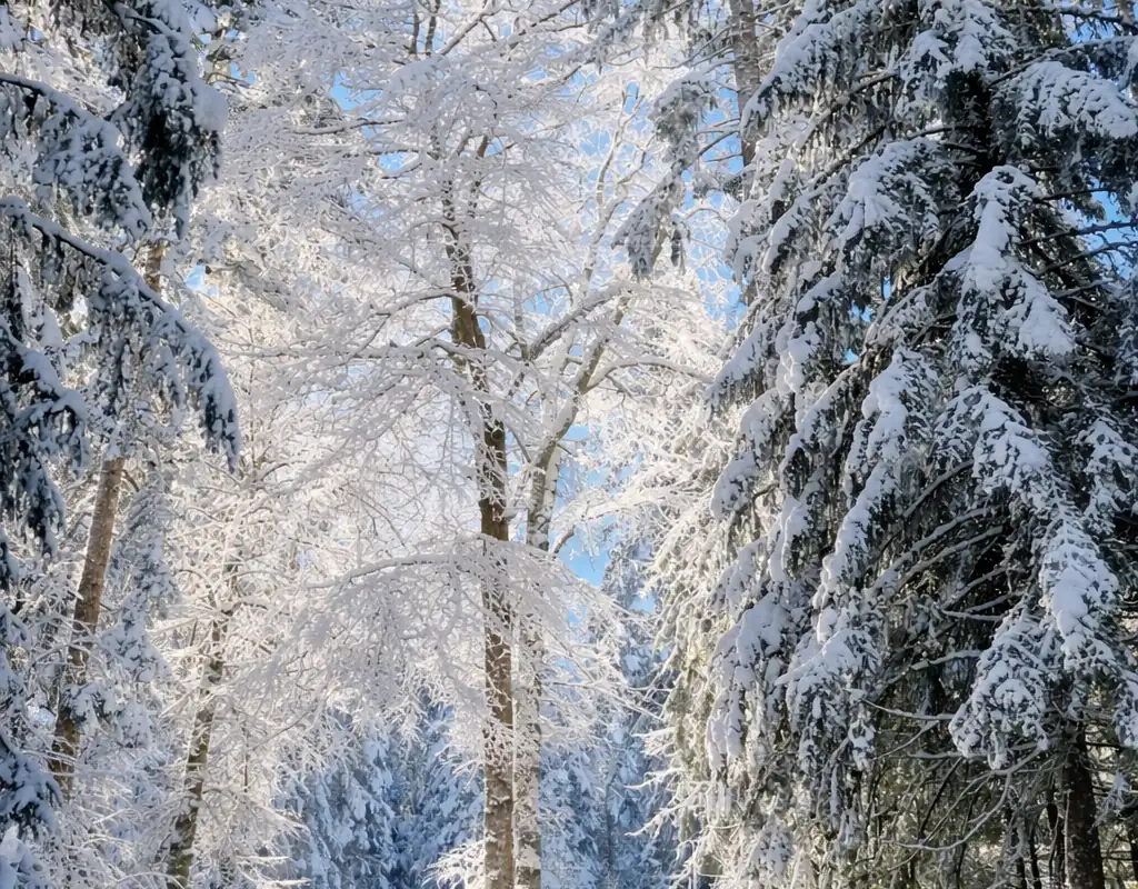 La forêt enneigée entourant le château de Joux dans le massif du Jura